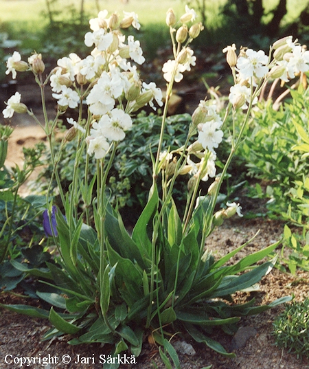 Silene zawadskii, romaniankohokki